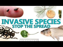 Invasive Species Stop the Spread